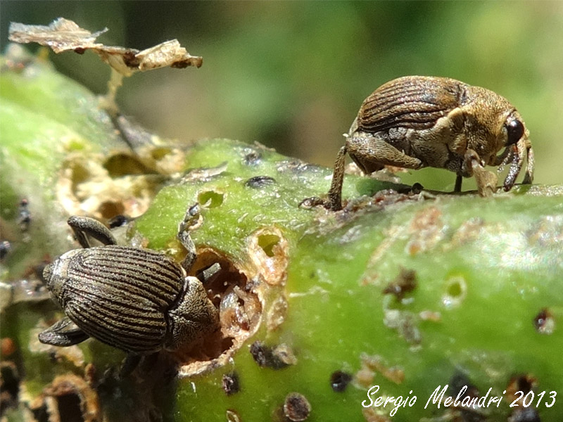 Quale Curculionidae ? - Mononychus punctumalbum